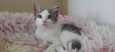 Gattina dolcissima