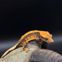 Geco ciliatus