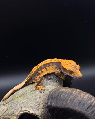 Geco ciliatus