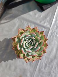 echeveria pianta grassa 