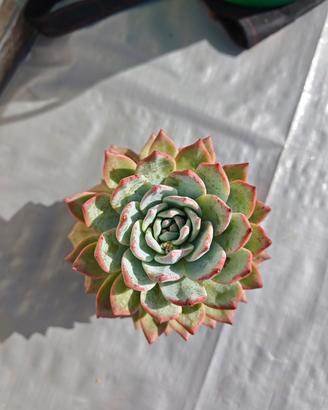 echeveria pianta grassa 