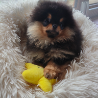 Volpino Pomerania Pedigree