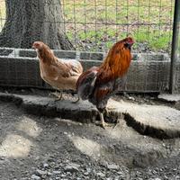 Galline Araucana color frumento