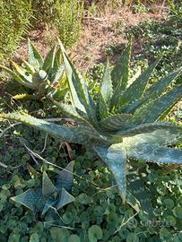 BELLISSIME ALOE DI VARIE DIMENSIONI