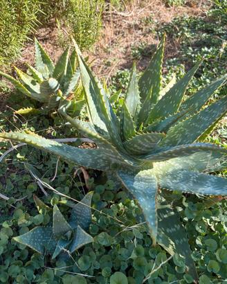 BELLISSIME ALOE DI VARIE DIMENSIONI
