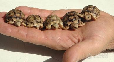 Tartarughe di terra Testudo hermanni CITES