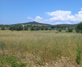 6000mq terreno agricolo