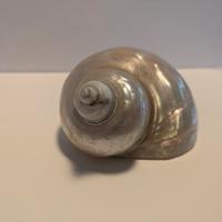 Conchiglia naturale lucidata vintage 