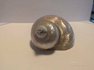 Conchiglia naturale lucidata vintage 