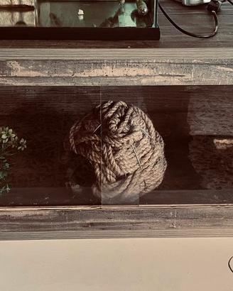 Terrario rettili teca