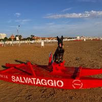 Pastore belga maschio per accoppiamento