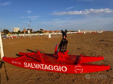 Pastore belga maschio per accoppiamento