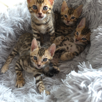 Cuccioli di Bengala disponibili