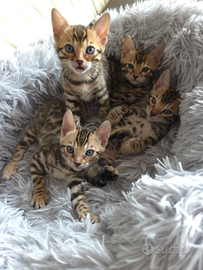 Cuccioli di Bengala disponibili