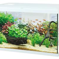 Acquario