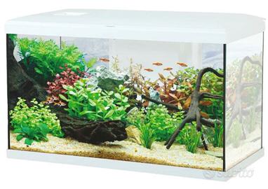 Acquario