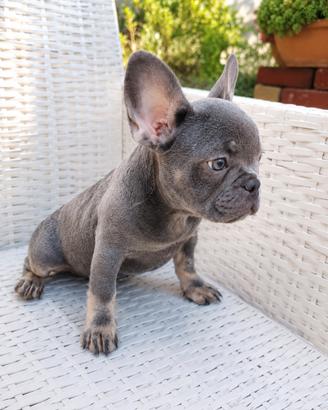 Cuccioli di Bulldog Francese Exotic