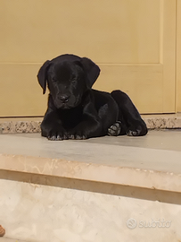 Labrador americano