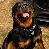 Rottwailer per monta