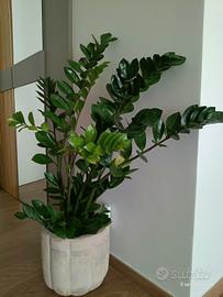 Pianta vera  zamioculcas con vaso