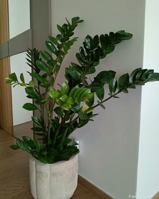 Pianta vera  zamioculcas con vaso