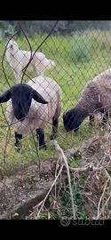 Agnello soffolk