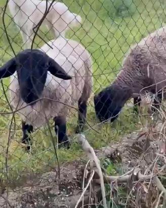 Agnello soffolk