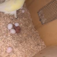 Pullo parrocchetto dal collare