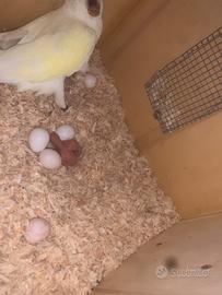 Pullo parrocchetto dal collare