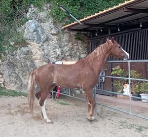 Cavallo x attacchi e sella