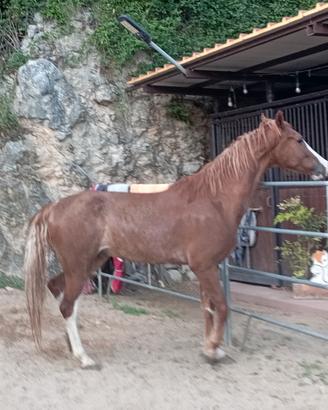 Cavallo x attacchi e sella