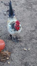 Gallo