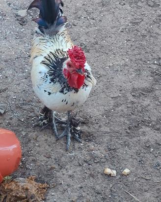 Gallo