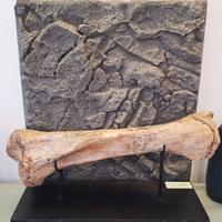 Fossile, Tibia di Mammut Lanoso (Siberia)