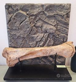 Fossile, Tibia di Mammut Lanoso (Siberia)