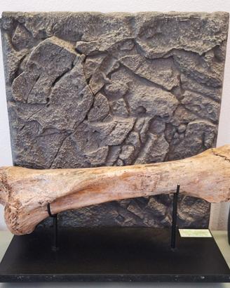 Fossile, Tibia di Mammut Lanoso (Siberia)