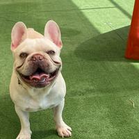 Bulldog francese esotico per monta