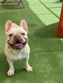 Bulldog francese esotico per monta