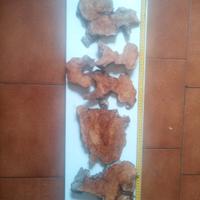 6 scaglie di radica di ulivo  x tavoli in resina 