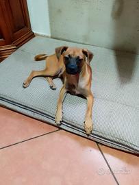 Cuccio.letto maschio