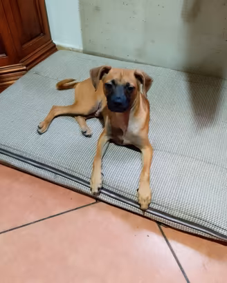 Cuccio.letto maschio