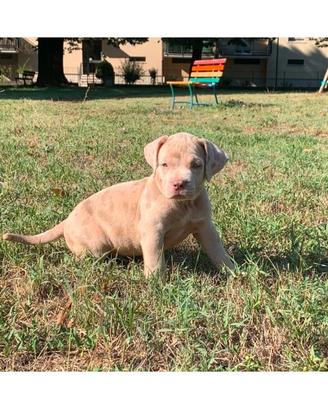 Cuccioli American BullyXL con pedigree
