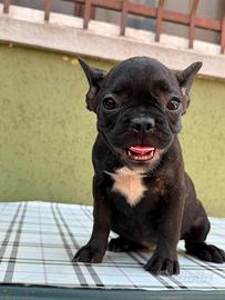 Cuccioli di bulldog francese pedigree Enci