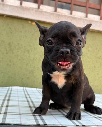 Cuccioli di bulldog francese pedigree Enci