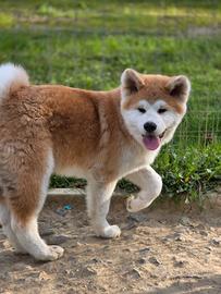 Cucciolo Akita Inu pedigree