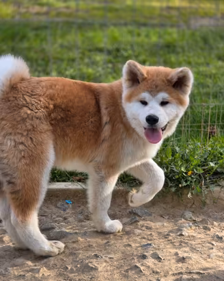 Cucciolo Akita Inu pedigree