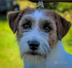 Femmina Jack Russell Pelo Broken