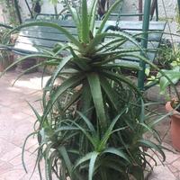 Piante aloe