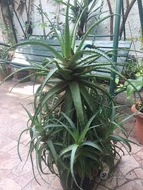 Piante aloe