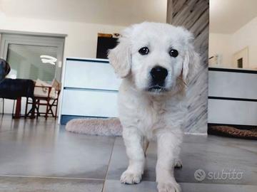Cuccioli Golden retriever linea inglese